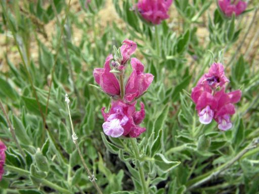 گل اروانه بنفش