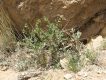 رشته گل اروانه بنفش