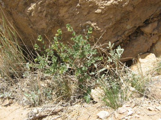رشته گل اروانه بنفش