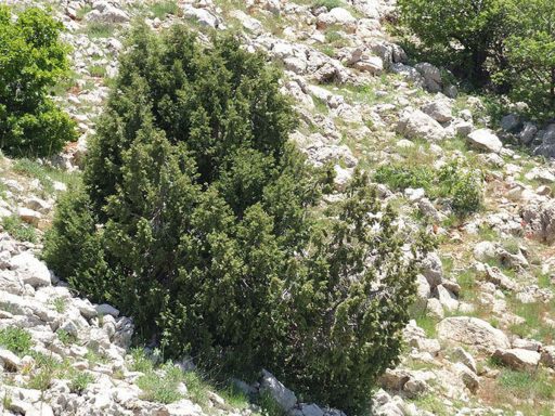 اروس در سنگ