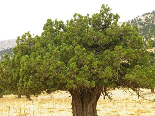 درخت اروس