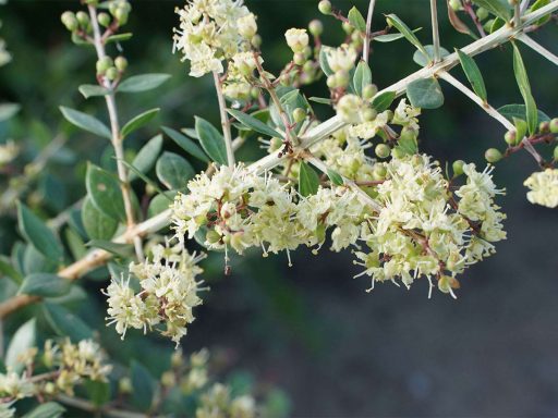 شاخه حنا، مهندی