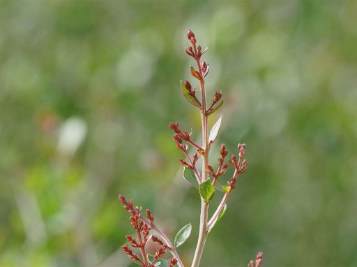 حنا، مهندی از جلو