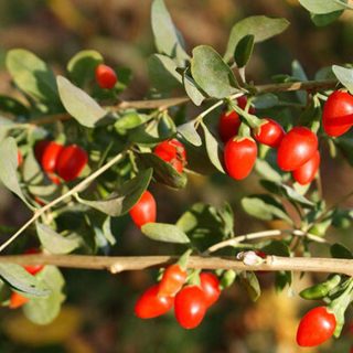 شکوفه گوجه بری