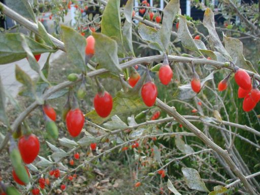 شاحه و برگ گوجه بری
