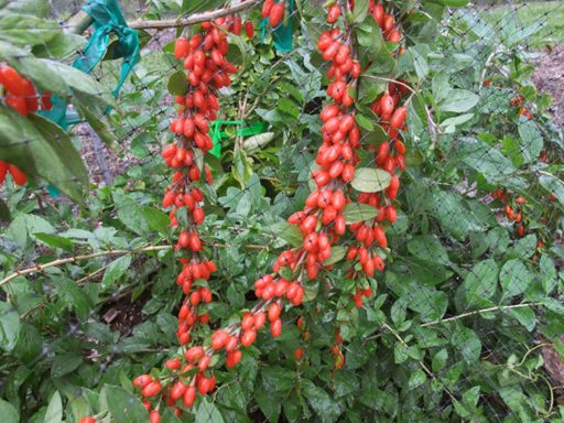 غنچه گوجه بری