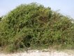 بوته گوجه بری