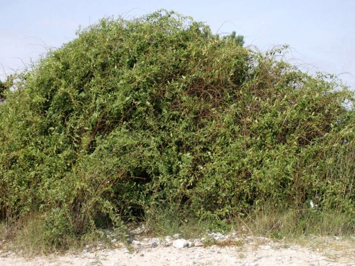 بوته گوجه بری