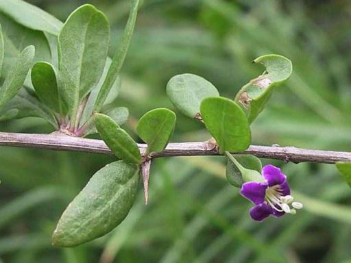 گل گوجه بری