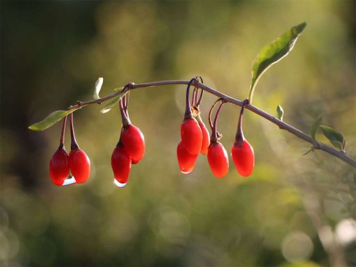 گوجه بری از جلو