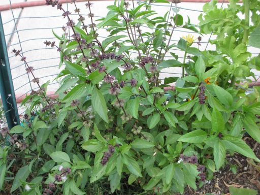 ریحان گرمسیری در زمین