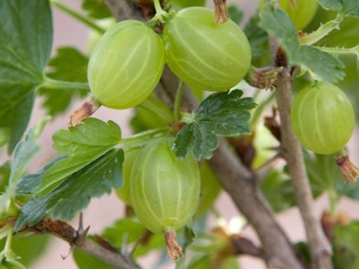 شاخه و برگ یوزبری