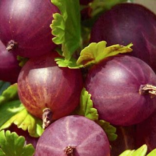 میوه یوزبری
