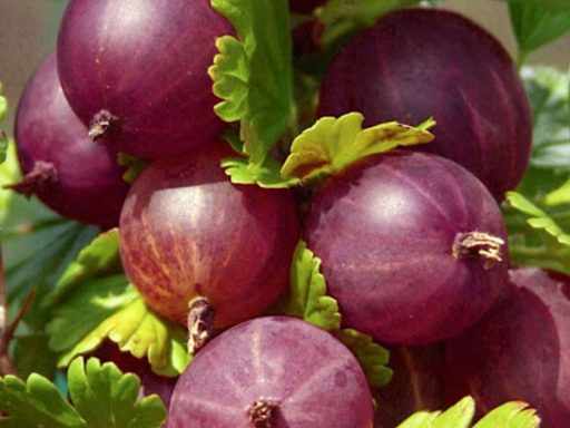 میوه یوزبری