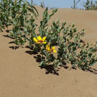 شاخه رز ایرانی، ورک
