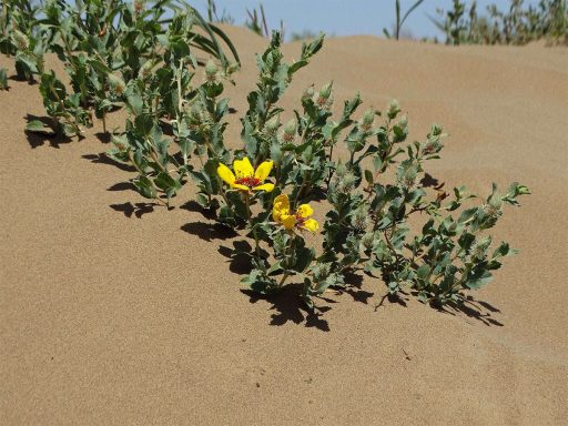 شاخه رز ایرانی، ورک