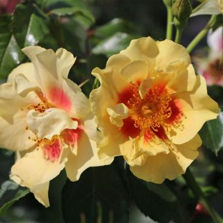 غنجه رز ایرانی، ورک