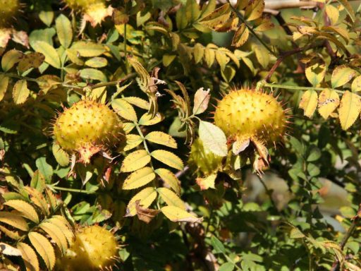 شکوفه رز روکسبورگی