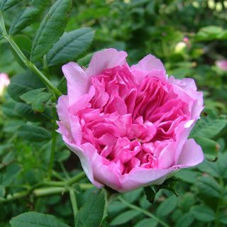 گل رز روکسبورگی