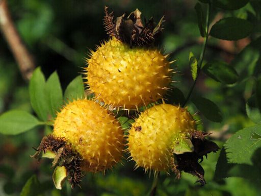 میوه رز روکسبورگی