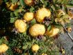رز روکسبورگی در گلدان