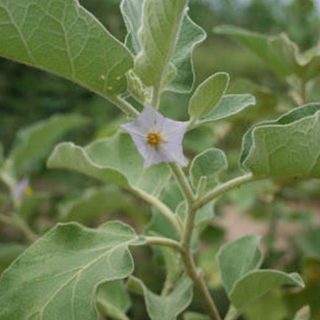 شکوفه بادمجان بری