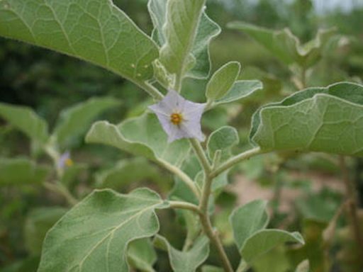 شکوفه بادمجان بری