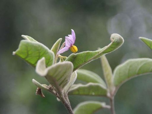 شاخه بادمجان بری