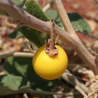 میوه بادمجان بری