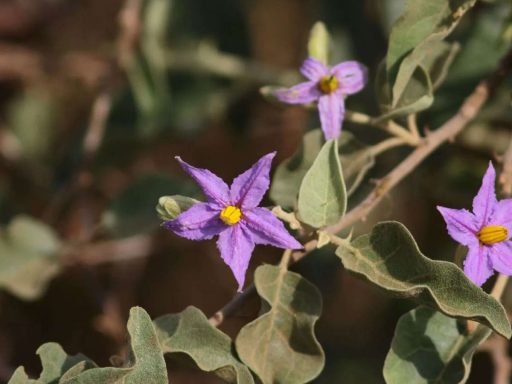شکوفه بنفش بادمجان بری