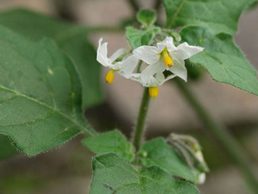 گل تاجریزی نارنجی