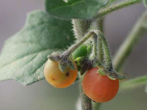 میوه تاجریزی نارنجی
