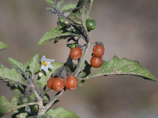 شاخه تاجریزی نارنجی