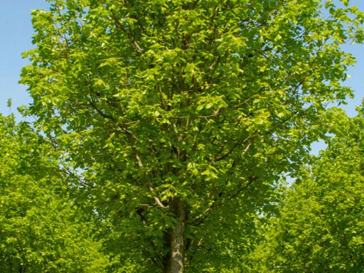 نمدار در طبیعت