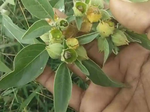شاخه پنیرباد کایوگلانس