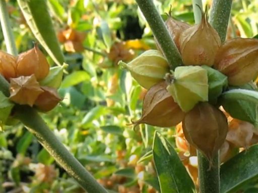 غنچه پنیرباد، سومنیفرا