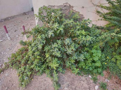 بوته پنیرباد، سومنیفرا