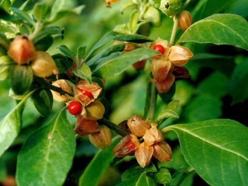 میوه پنیرباد، سومنیفرا