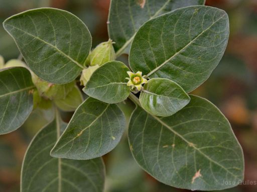 برگ پنیرباد، سومنیفرا